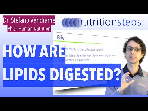 How Are Lipids Digested?