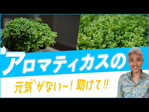 アロマティカスが元気ない～！助けて！！【古屋が勝手に答えます】