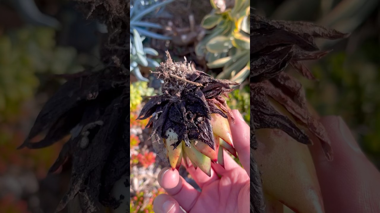 Found one Echeveria Lipstick barely rooted, still hanging in there! 