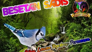 MASTERAN Besetan, Sangat Dianjurkan Buat Murai Batu - Cucak Ijo - Kacer