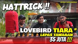 35 JUTA !!!!  Aksi Lovebird Tiara Hattrick Taklukan Burung Papan Atas