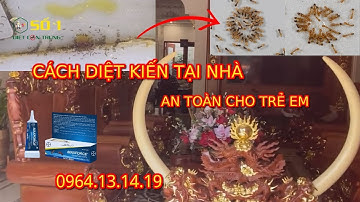 DIỆT KIẾN TẠI NHÀ | THUỐC DIỆT KIẾN TẠI NHÀ | DIỆT MỐI TẬN GỐC