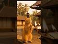 Orange Kumar Poochandi Praying #malayalamcomedy #malayalamtrending