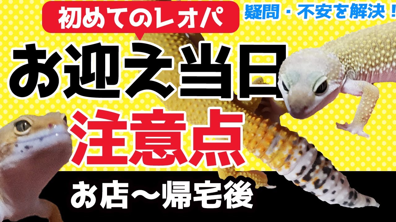 レオパードゲッコーお迎え当日の注意点と知っておきたいこと（ヒョウモントカゲモドキ）