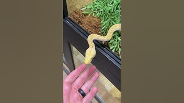 Pet Snake #shorts #animals #snake #pets