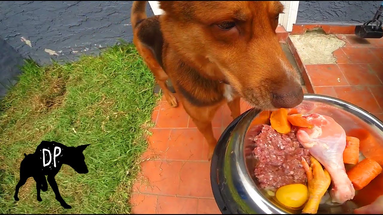 Raw fed German Shepherd Mix | Chicken 