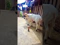 domba kuring 🤟