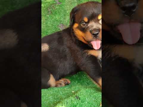 البنات عندنا ليها شكل تاني 