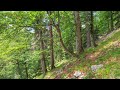 World Natural Heritage Ancient & Primeval Beech Forests of the Carpathians & Other Regions of Europe