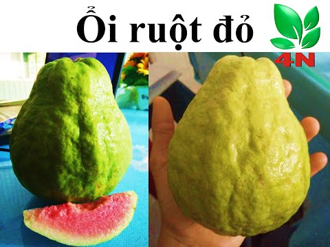 Video Ổi ngon nhất Việt Nam / Ổi ruột đỏ siêu trái BD1 (Liên... - youtube