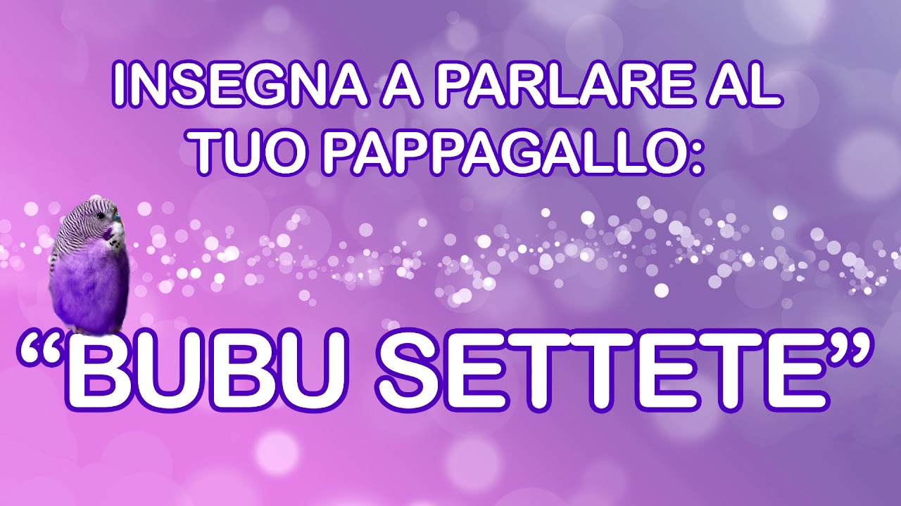 Insegna a parlare al tuo pappagallino - 