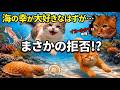ちゅーるなら何でも食べると思ってた…苦手な【甲殻類NG】