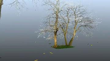 3D Tree Survey fly-through