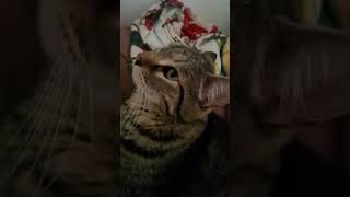 Mi gato Tom ❤️❤️❤️❤️❤️