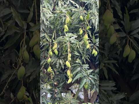 Lemon Meringue Mango: A Sweet, Early-Season Variety for Florida Gardens