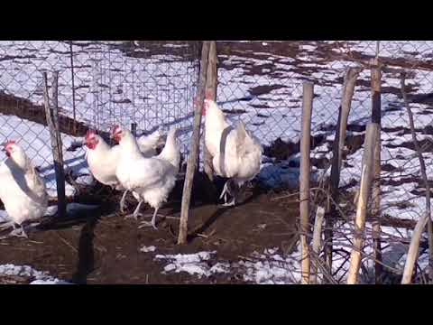 Бресс галльские куры.