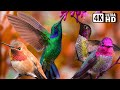 Beautiful bird sounds  hummingbird  breathtaking nature  stress relief  healing ambiance