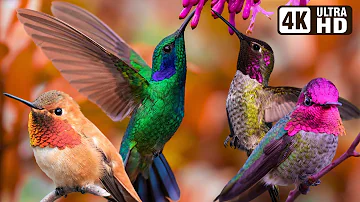 Beautiful Bird Sounds | Hummingbird | Breathtaking Nature | Stress Relief & Healing Ambiance