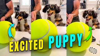 Excited Puppy Can't Wait for Its Tennis Ball