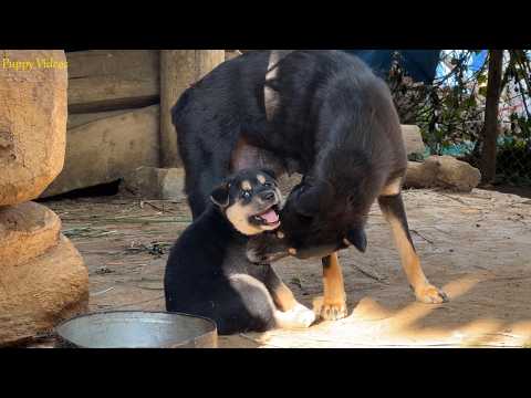 Trending Puppy Video: Pure Unconditional Love
