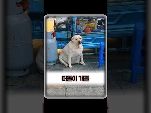 해외에 머물던 한 부부가 더위를 피해 찾아온 유기견을 입양했습니다. #animals #동물 thumbnail