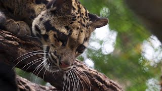 San Antonio Zoo’s routine habitat checks help keep animals, public safe