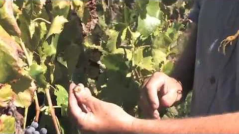 Kathryn Kennedy Winery, Santa Cruz Mountains