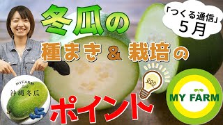 冬瓜（トウガン）の育て方を徹底解説！じつは暑さに強い夏の野菜です【つくる通信５月のタネ】