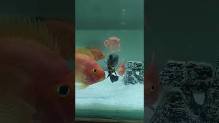 New ah Oscar fish and tin foil vangi irukan oscarfish arawana parrotfishes