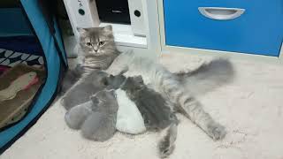 Beautiful British cat with her kittens  Красавица британская кошка с котятами