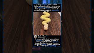 A Giant Albino Python Slithers Down My Hallway! 🐍🏠#python #albino #giantsnake