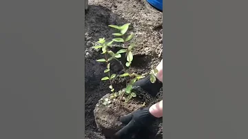 ЖИМОЛОСТЬ посадка и уход #просто #plant #gardening #flower