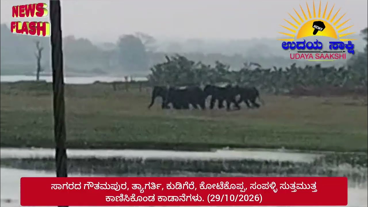 Sagara news | ಸಾಗರದ ತ್ಯಾಗರ್ತಿ, ಗೌತಮಪುರ ಸುತ್ತಮುತ್ತ ಕಾಡಾನೆಗಳ ಹಾವಳಿ! |