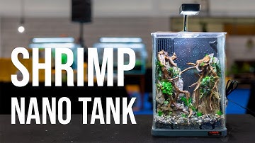 I Built a Shrimp Nano Aquascape! 🦐