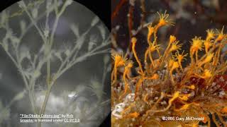 Hydrozoa Drawing
