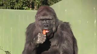 シャバーニ家族 1162  Shabani family gorilla by i Bosch i ボッシュ 2,152 views 1 year ago 8 minutes, 10 seconds