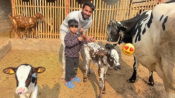 Cow Baby Ko Dekh K Ali Ashter Ka No Reaction😂