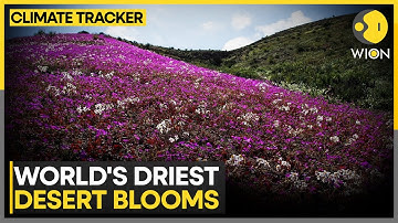 Heavy Rains Trigger Desert Flower Explosion | Rare Bloom Transforms Atacama Desert | CLIMATE TRACKER
