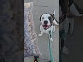 single ingredient #dog #dogs #dogshorts #bully #pitbull #dogo #bull #bulldog #k9 #achilles #apt