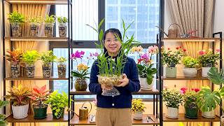 Grow Ginger in Water – Turn a Simple Ginger Root Into Beautiful Home Decor