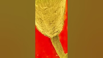 Strawberry - Fragola #macro #zoom #invisibleworld #satisfying #art #microscope