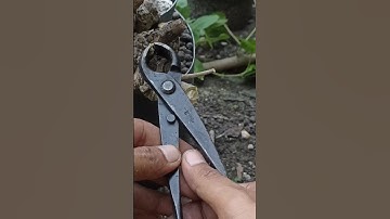 Ryuga compilation ASMR by cutting tree #mjbonsaidaily #asmr #shorts  #shortvideo #yearofyou