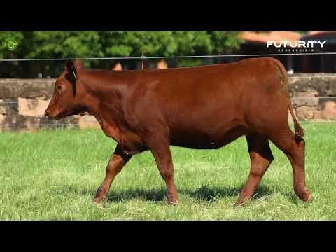LOTE 17   TAT 3782 F Red Angus