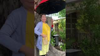 Binalikan ko ang malaking puno #bigtree #viralshort #quicktrip #videoshort