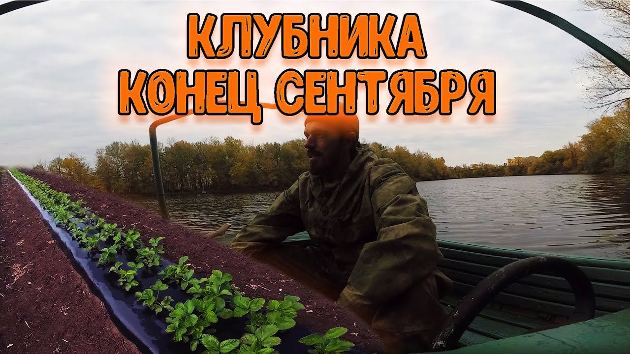 Состояние клубники на конец сентября, последний полив.