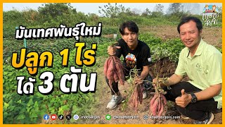 มันเทศ กวก.พิจิตร 3 ปลูกง่าย ผลผลิตสูง ปลูก 1 ไร่ ได้ผลผลิตมากถึง 3 ตัน | เกษตรสัญจร