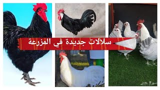 تفقيص أجمل وأغلى السلالات الجديدة في المزرعة ?