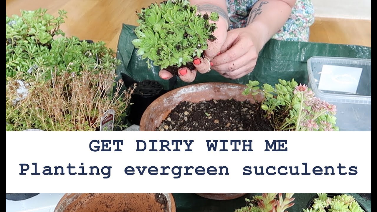 👇Collection of unseen nature👇- GET DIRTY WITH ME | PLANTING EVERGREEN ...