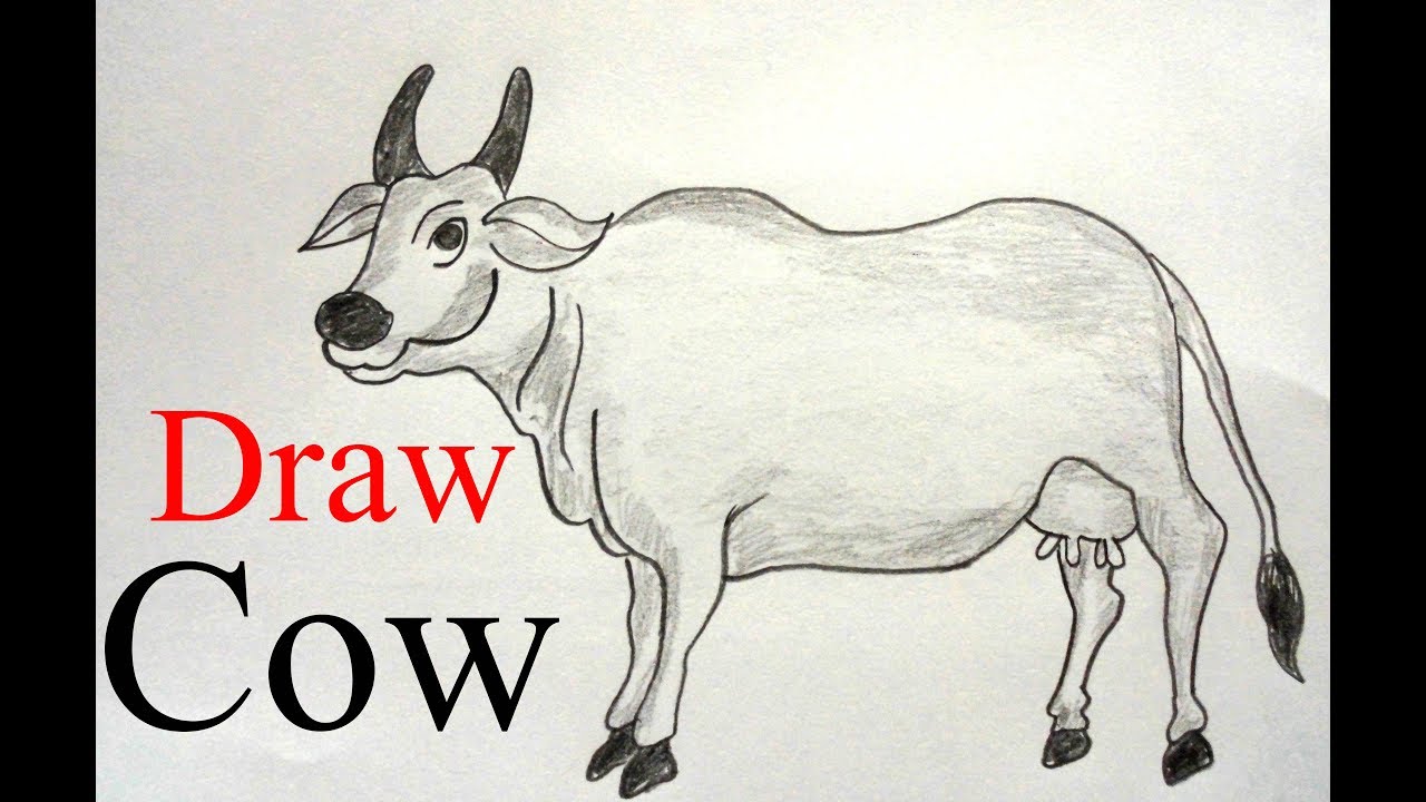 How to draw a cow step by step ||very easy|| - YouTube