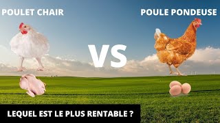 POULET CHAIR VS POULE PONDEUSE ( Lequel est le plus profitable ?)